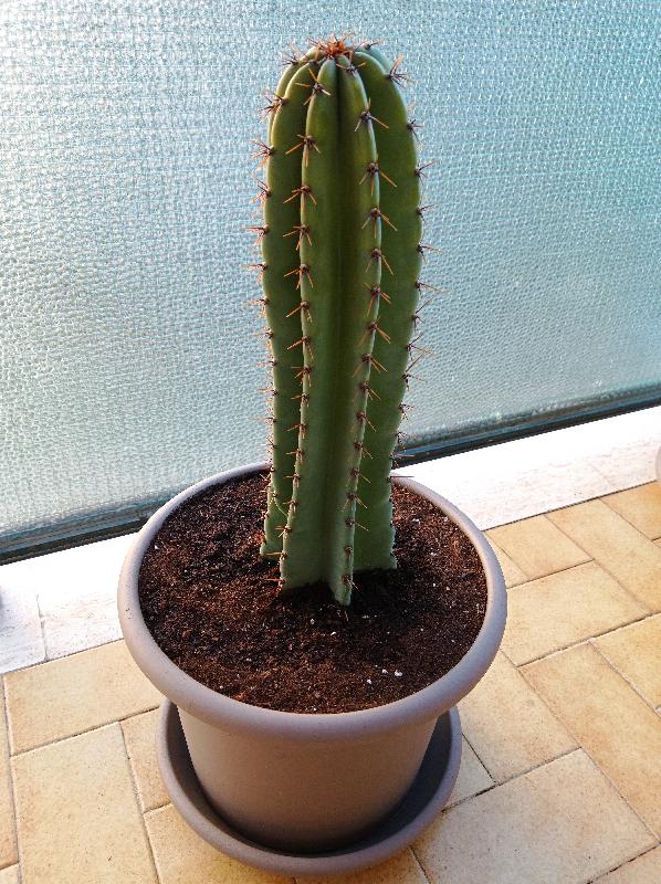 Echinopsis_Pachanoi_(Cactus_San_Pedro).jpg